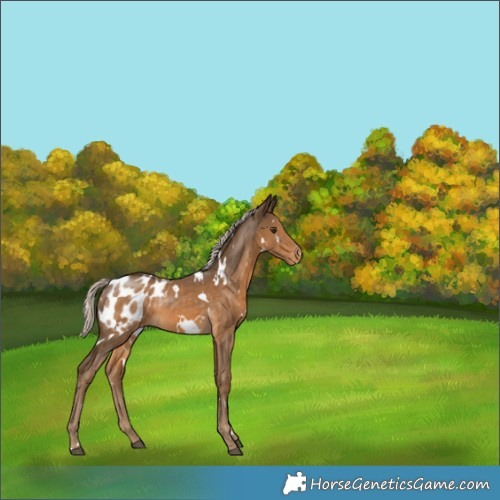 Horse Color:White Spotted Chocolate Palomino Appaloosa