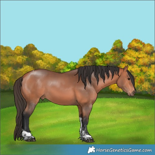 Horse Color:Bay Sabino Tobiano 