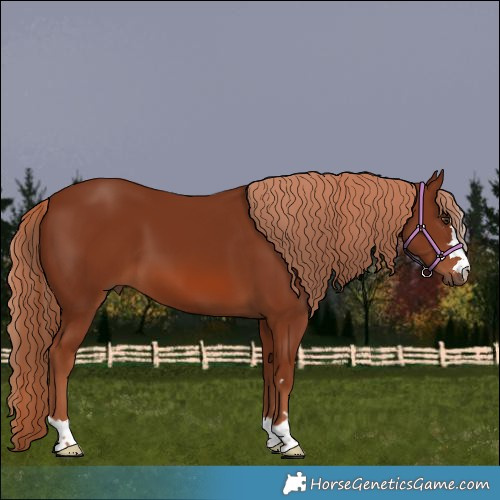 Horse Color:Chestnut 