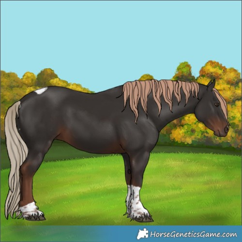 Horse Color:Liver Chestnut Tobiano