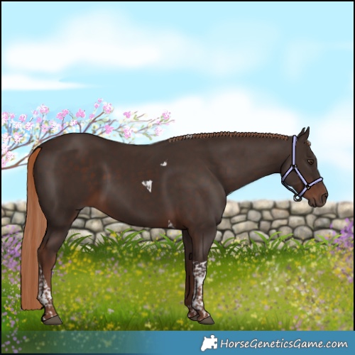 Horse Color:Liver Chestnut Tobiano 