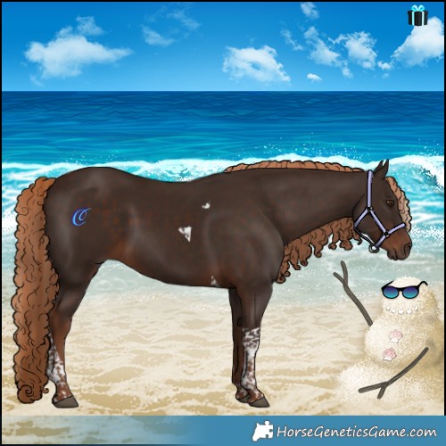 Horse Color:Liver Chestnut Tobiano 