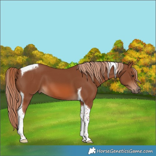 Horse Color:Chestnut Tobiano 