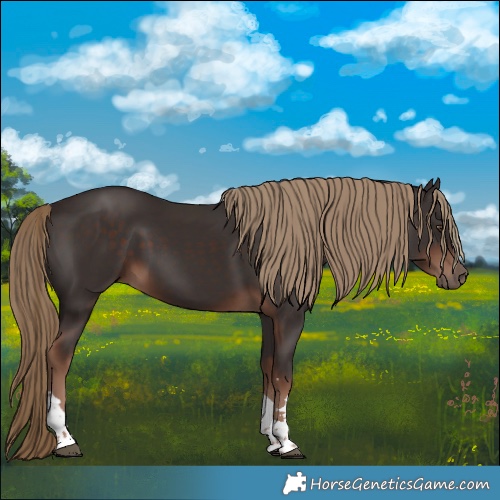 Horse Color:Liver Chestnut Tobiano 