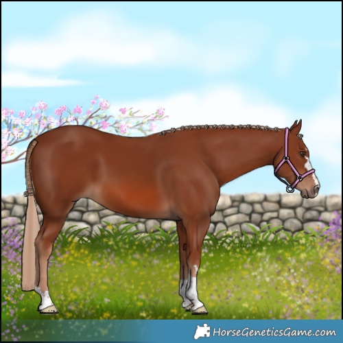 Horse Color:Chestnut 