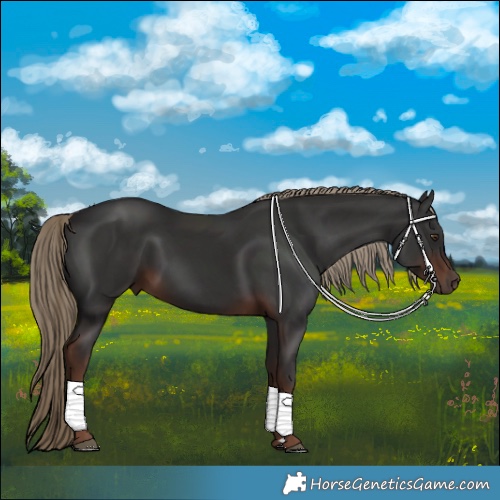 Horse Color:Liver Chestnut 