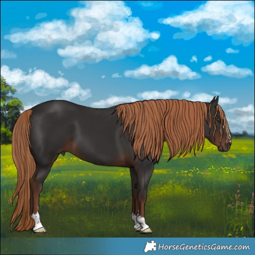 Horse Color:Liver Chestnut 