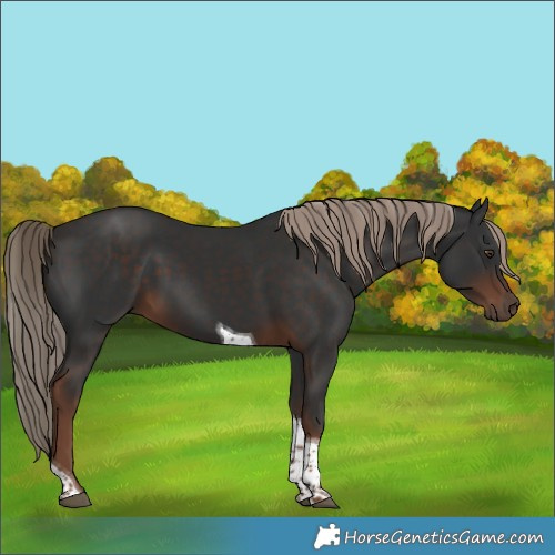 Horse Color:Liver Chestnut Tobiano