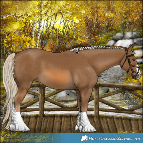 Horse Color:Chocolate Palomino