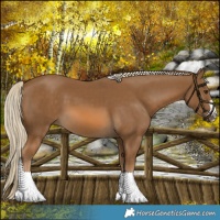 Horse Color:Chocolate Palomino 