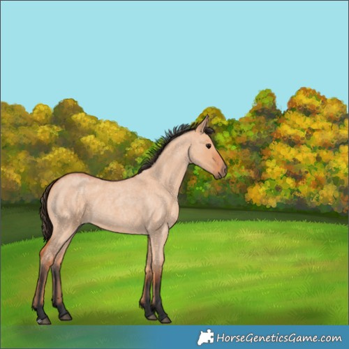 Horse Color:Bay Roan Dun 
