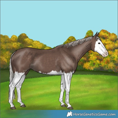 Horse Color:Silver Black Splash 