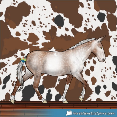 Horse Color:Gray White Spotted Silver Classic Champagne Tobiano 
