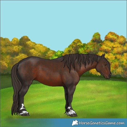 Horse Color:Liver Chestnut 