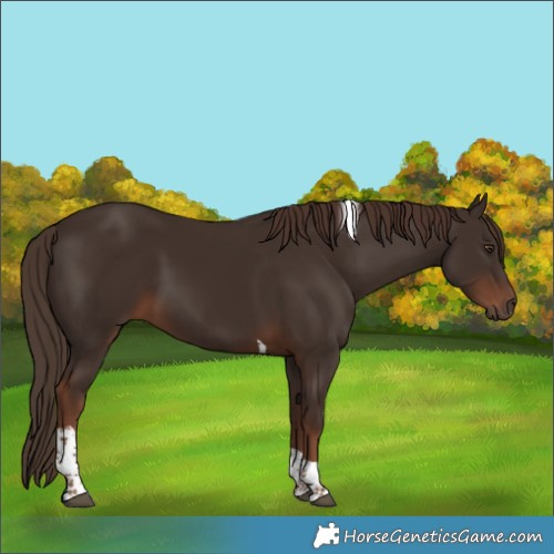 Horse Color:Liver Chestnut Tobiano 