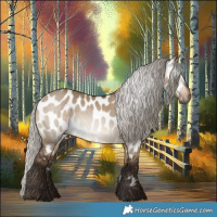 Horse Color:Gray Silver Bay Dun Appaloosa