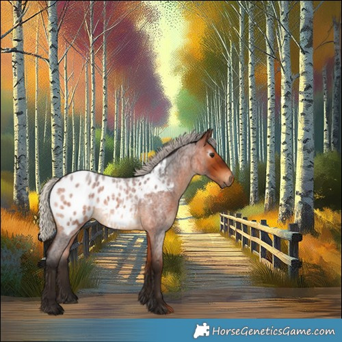 Horse Color:Gray Silver Bay Roan Appaloosa