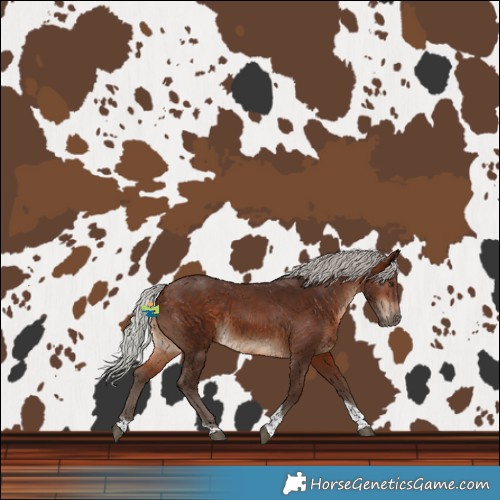 Horse Color:Silver Brown Tobiano 