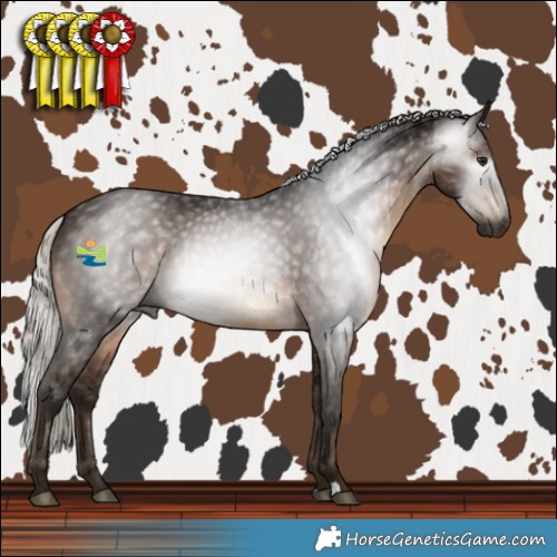 Horse Color:Gray Silver Bay Rabicano 