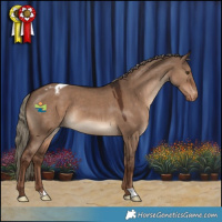 Horse Color:Liver Red Dun Appaloosa 