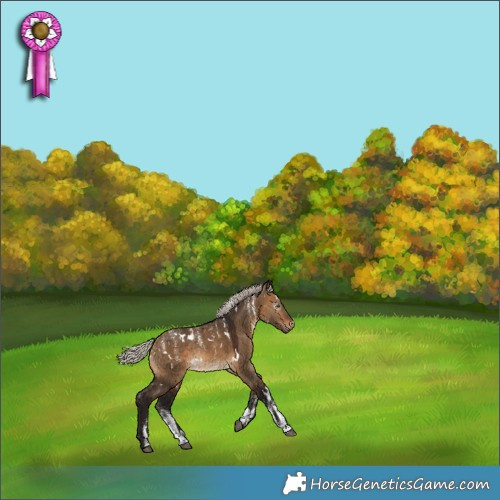 Horse Color:Powder White Gray White Spotted Silver Brown Dun Appaloosa 