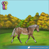 Horse Color:Powder White Gray White Spotted Silver Brown Dun Appaloosa