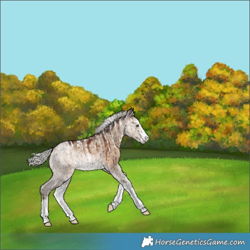 Horse Color:Powder White White Spotted Silver Brown Dun Brindle 