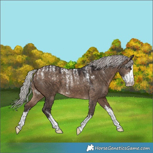 Horse Color:Powder White White Spotted Silver Brown Dun