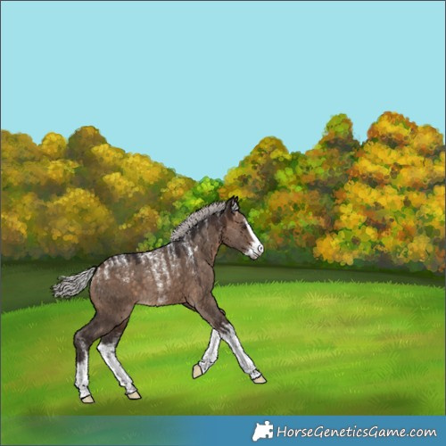 Horse Color:Powder White White Spotted Silver Brown Dun