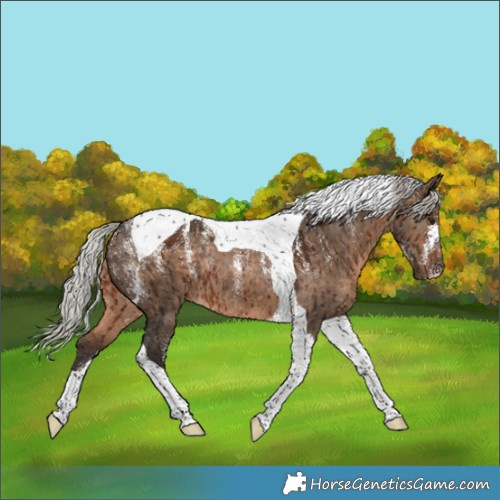 Horse Color:Powder White Silver Brown Dun Tobiano Rabicano Brindle 