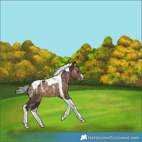 Horse Color:Powder White Silver Brown Dun Tobiano Rabicano Brindle 