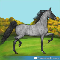 Horse Color:Blue Roan Varnish