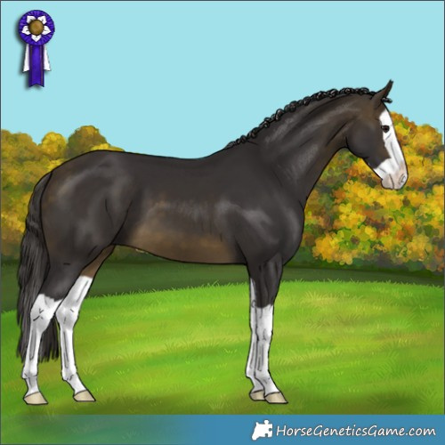 Horse Color:Buckskin Splash