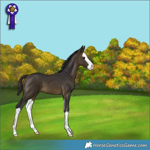 Horse Color:Buckskin Splash 