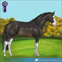 Horse Color:Buckskin Splash 