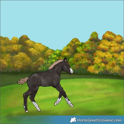 Horse Color:Liver Chestnut Rabicano 
