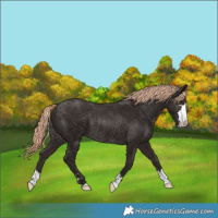 Horse Color:Liver Chestnut Rabicano 