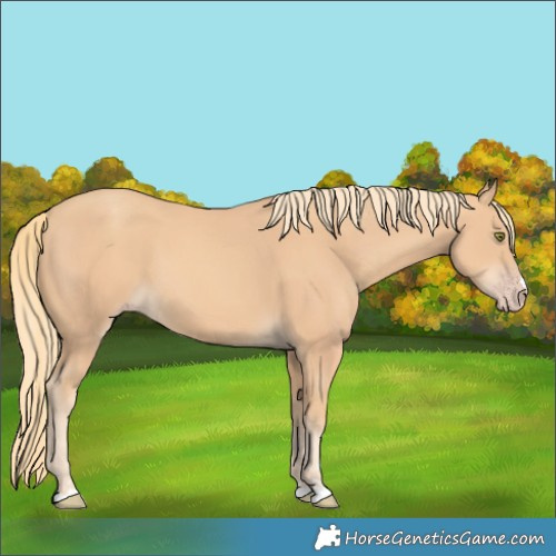Horse Color:Gold Champagne 