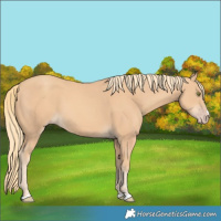 Horse Color:Gold Champagne 