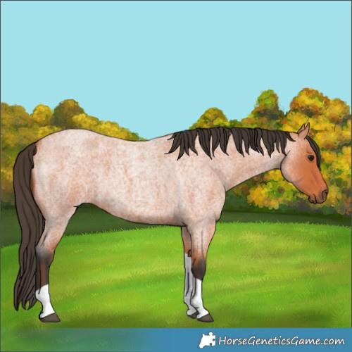 Horse Color:Bay Roan Tobiano 