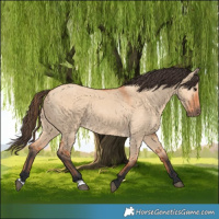 Horse Color:Bay Dun