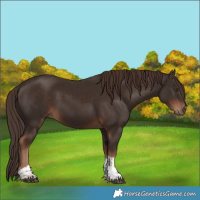 Horse Color:Liver Chestnut Tobiano