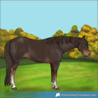 Horse Color:Liver Chestnut Tobiano