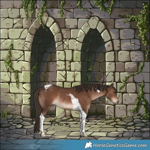 Horse Color:Liver Chestnut Tobiano Rabicano 