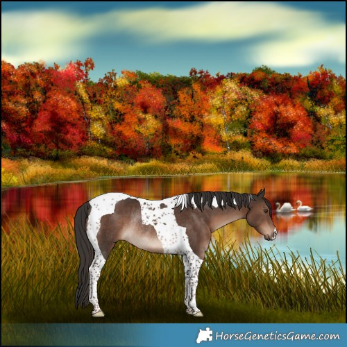 Horse Color:Liver Chestnut Tobiano Rabicano 