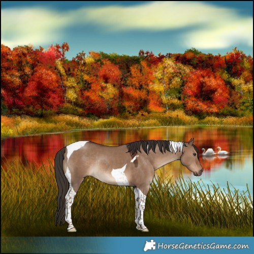 Horse Color:Liver Red Dun Tobiano Rabicano