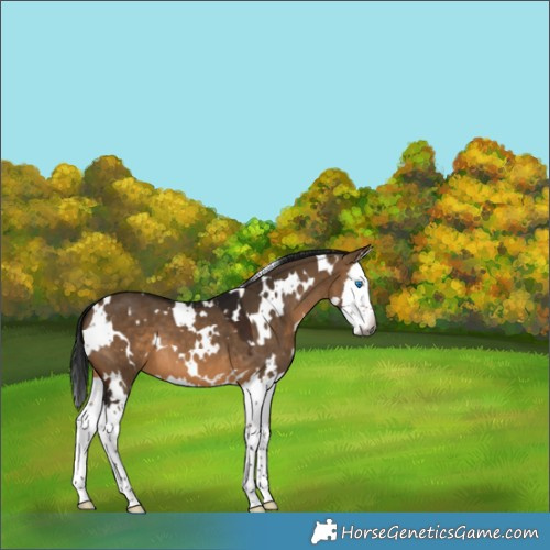 Horse Color:Gray White Spotted Bay Dun Splash 
