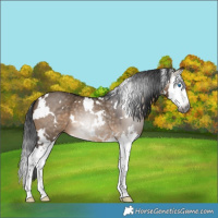 Horse Color:Gray White Spotted Bay Dun Splash