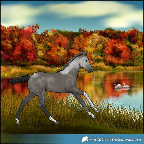 Horse Color:Grullo Tobiano