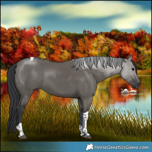 Horse Color:Grullo Tobiano 